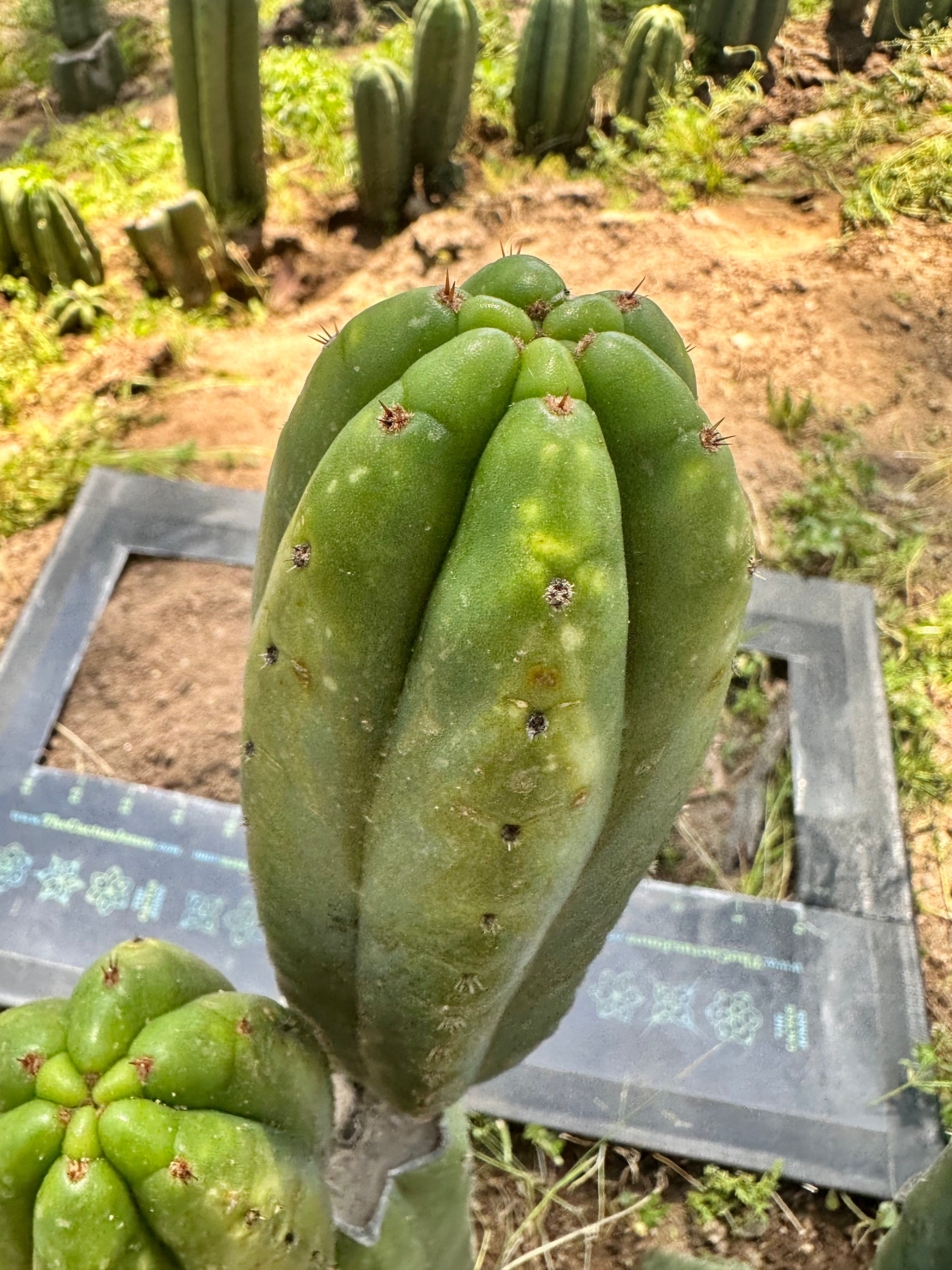 👑 Smooth Ecuadorian Pachanoi — 10” Pup