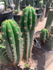 Crested Olivia x TPM — revert pup