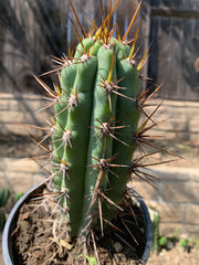 Rooted Peruvianus