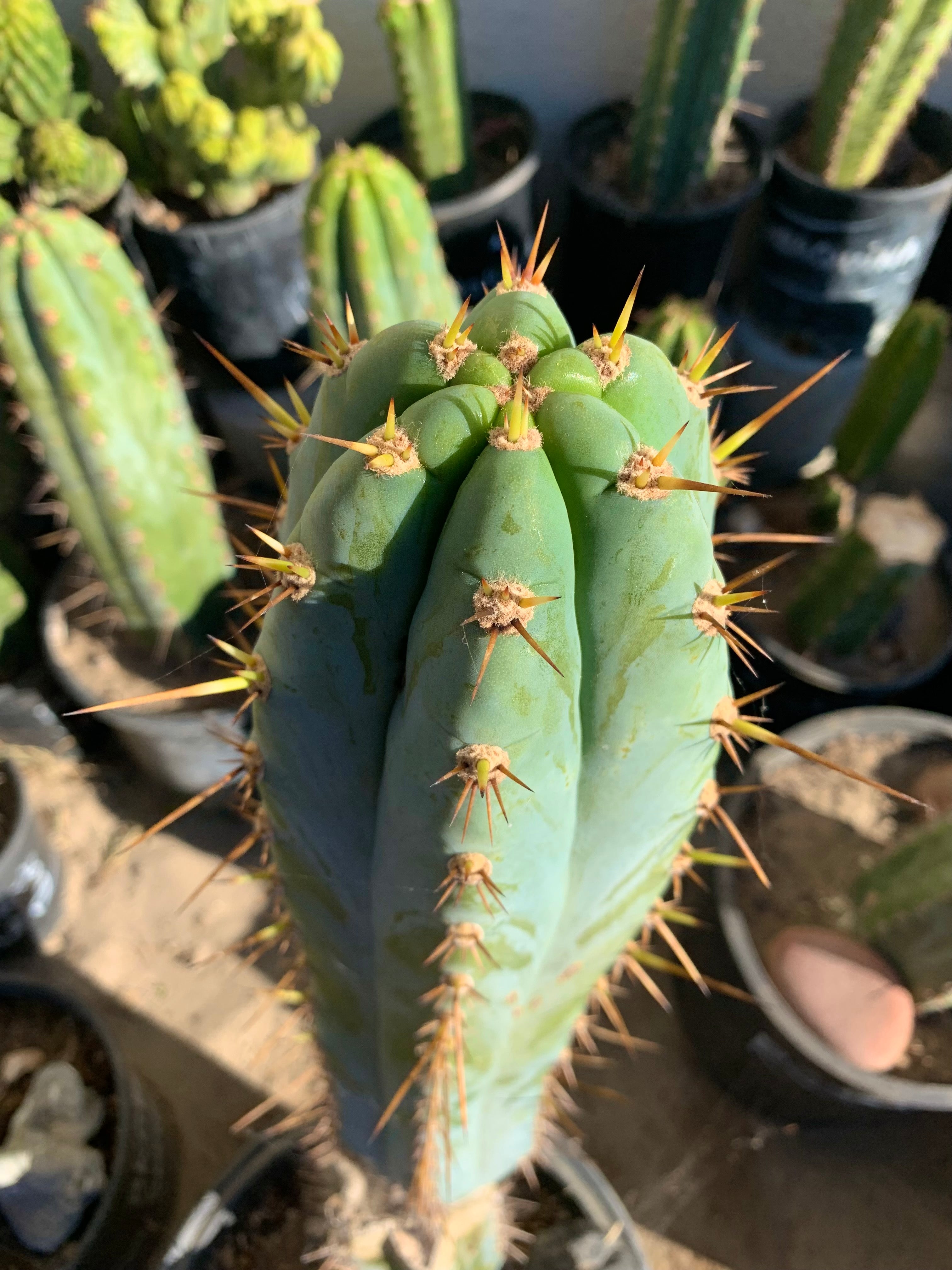 - 👑 Drew’s Blues