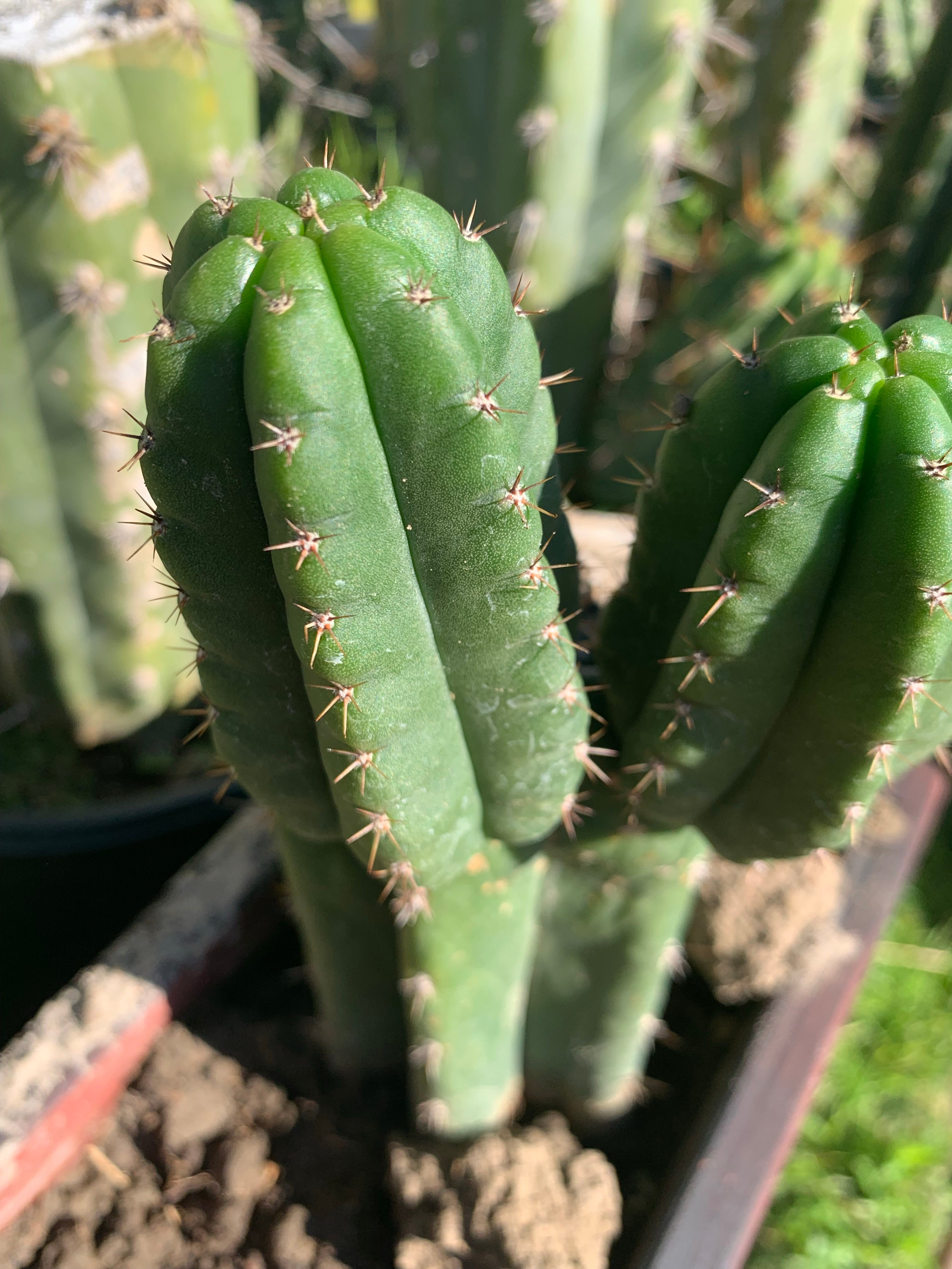 Pachanoi “Lima Market”— rooted and pupping chonk