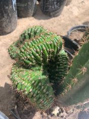 Crested Olivia x TPM — revert pup