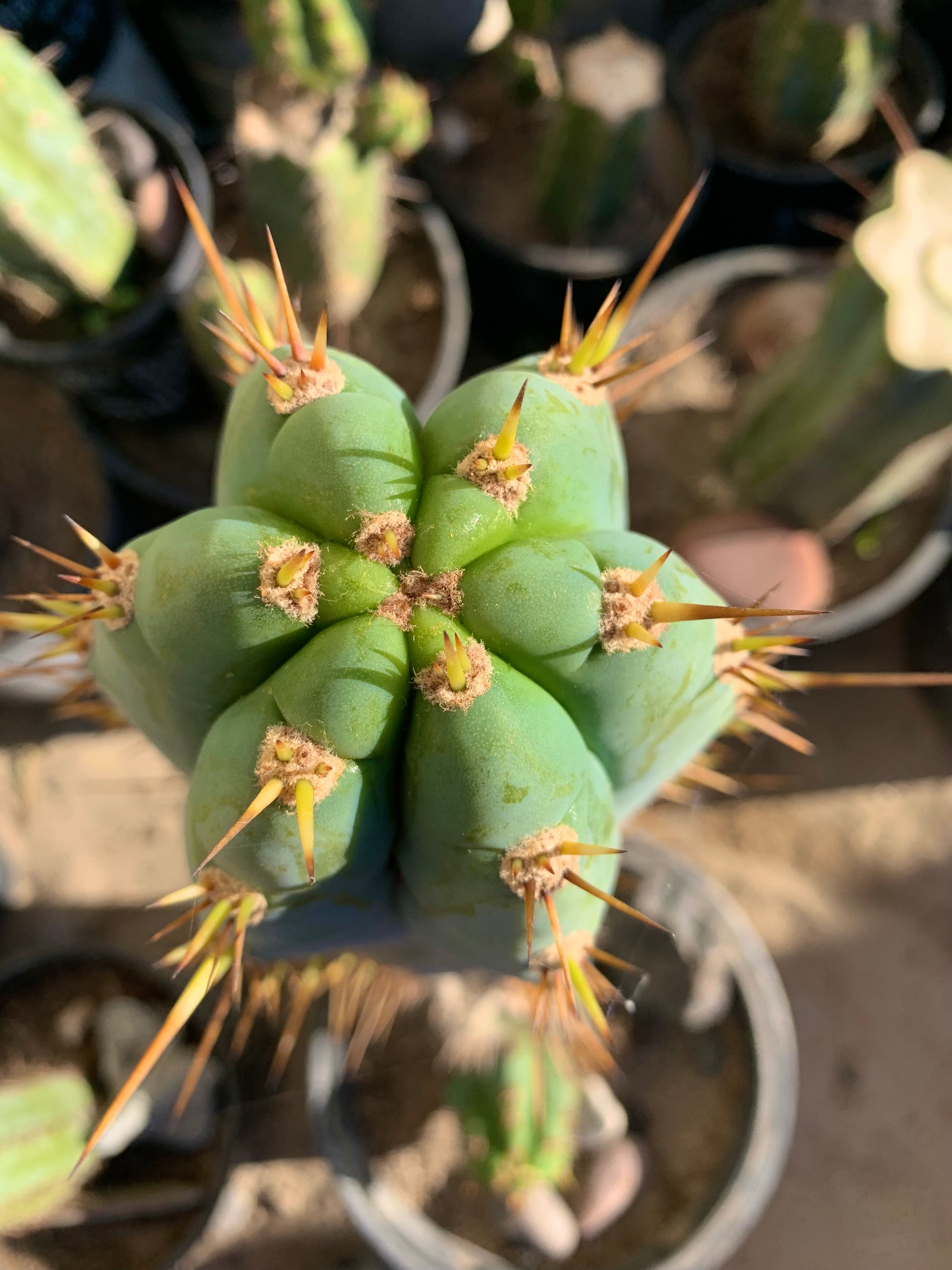 - 👑 Drew’s Blues