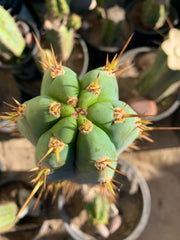 - 👑 Drew’s Blues