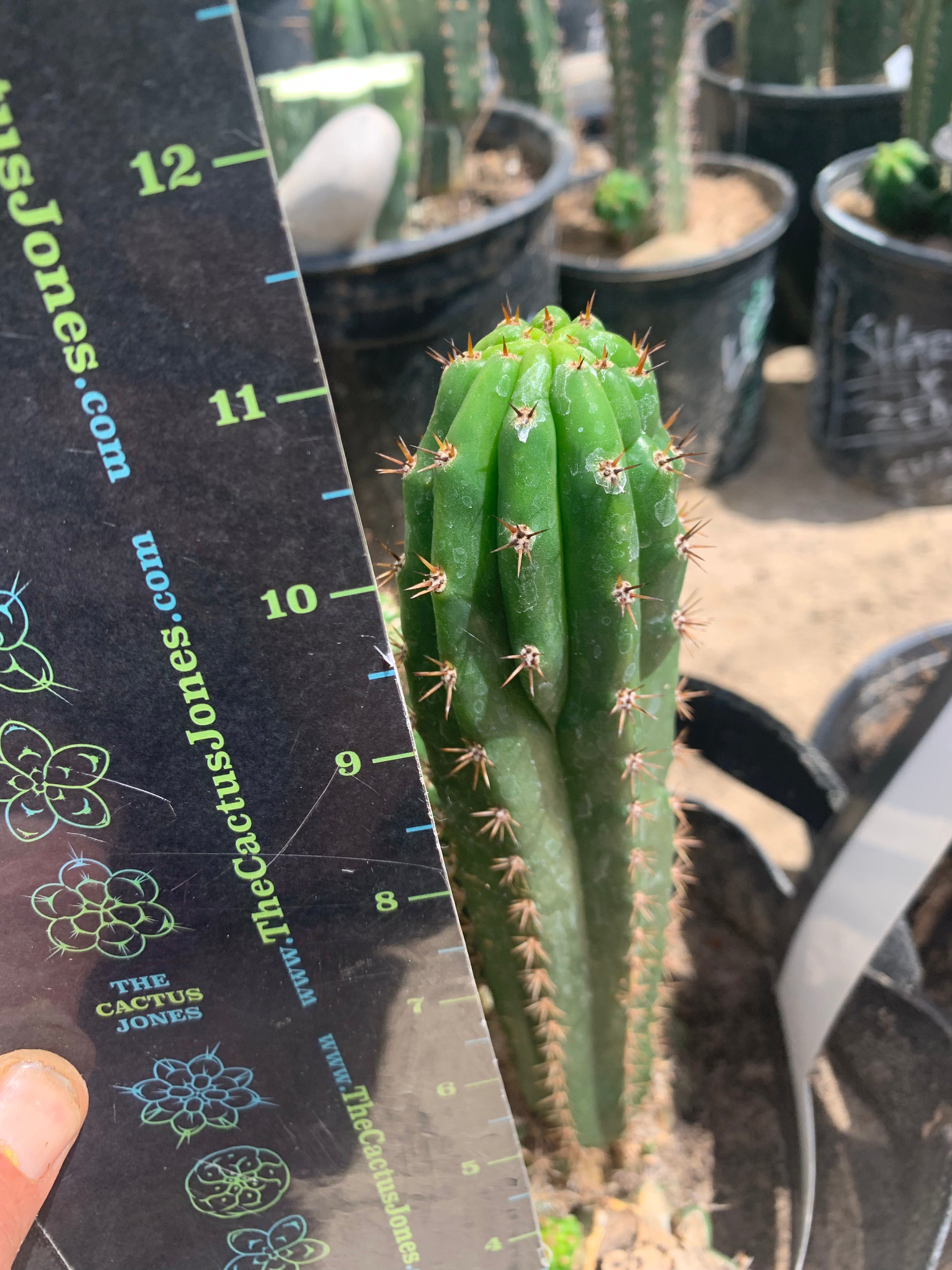 Crested Olivia x TPM — revert pup