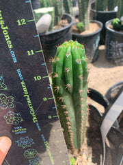 Crested Olivia x TPM — revert pup