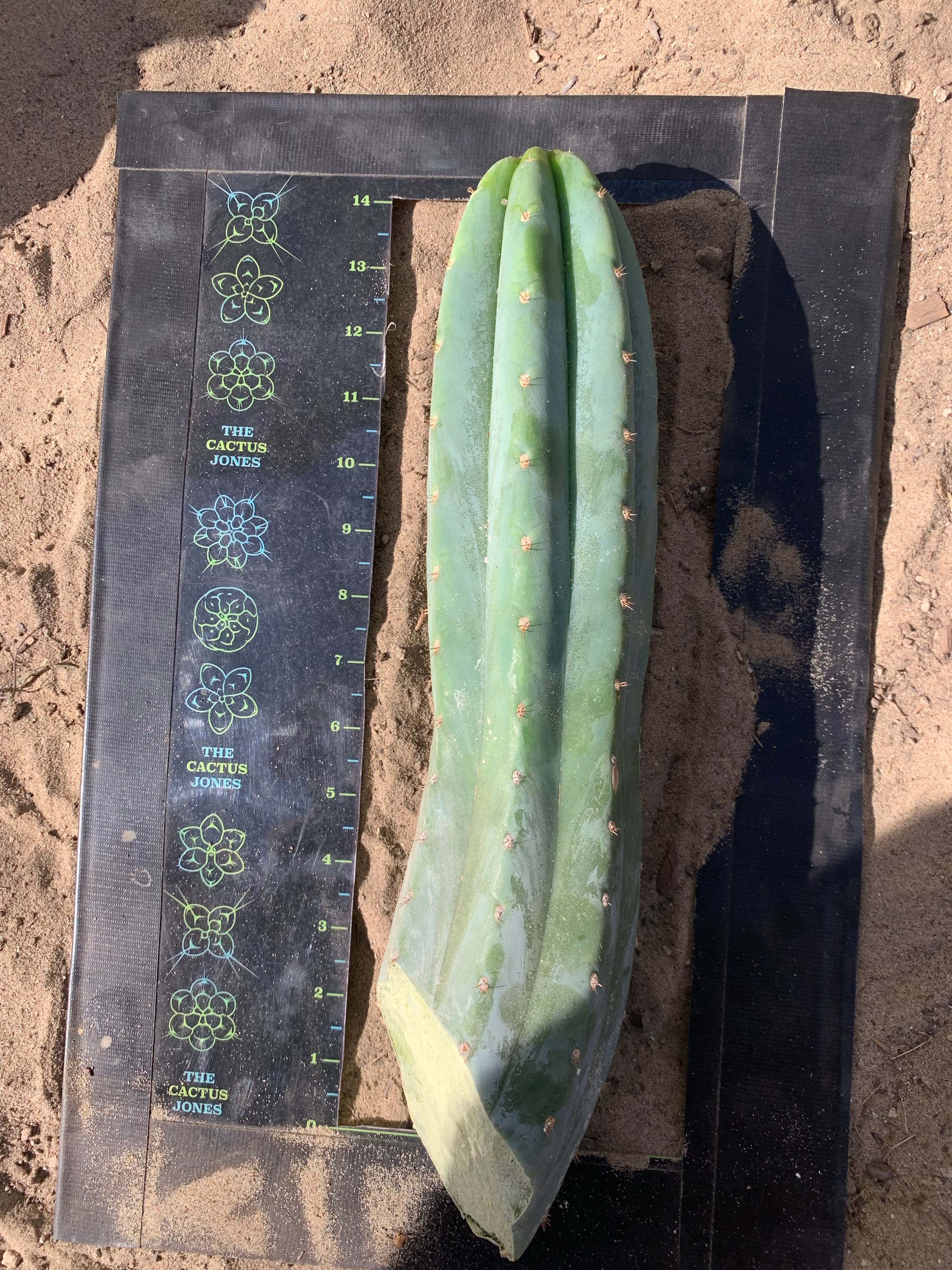 Ventucky Blue - Big and Pristine tip cutting