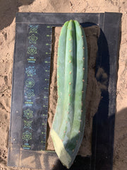 Ventucky Blue - Big and Pristine tip cutting