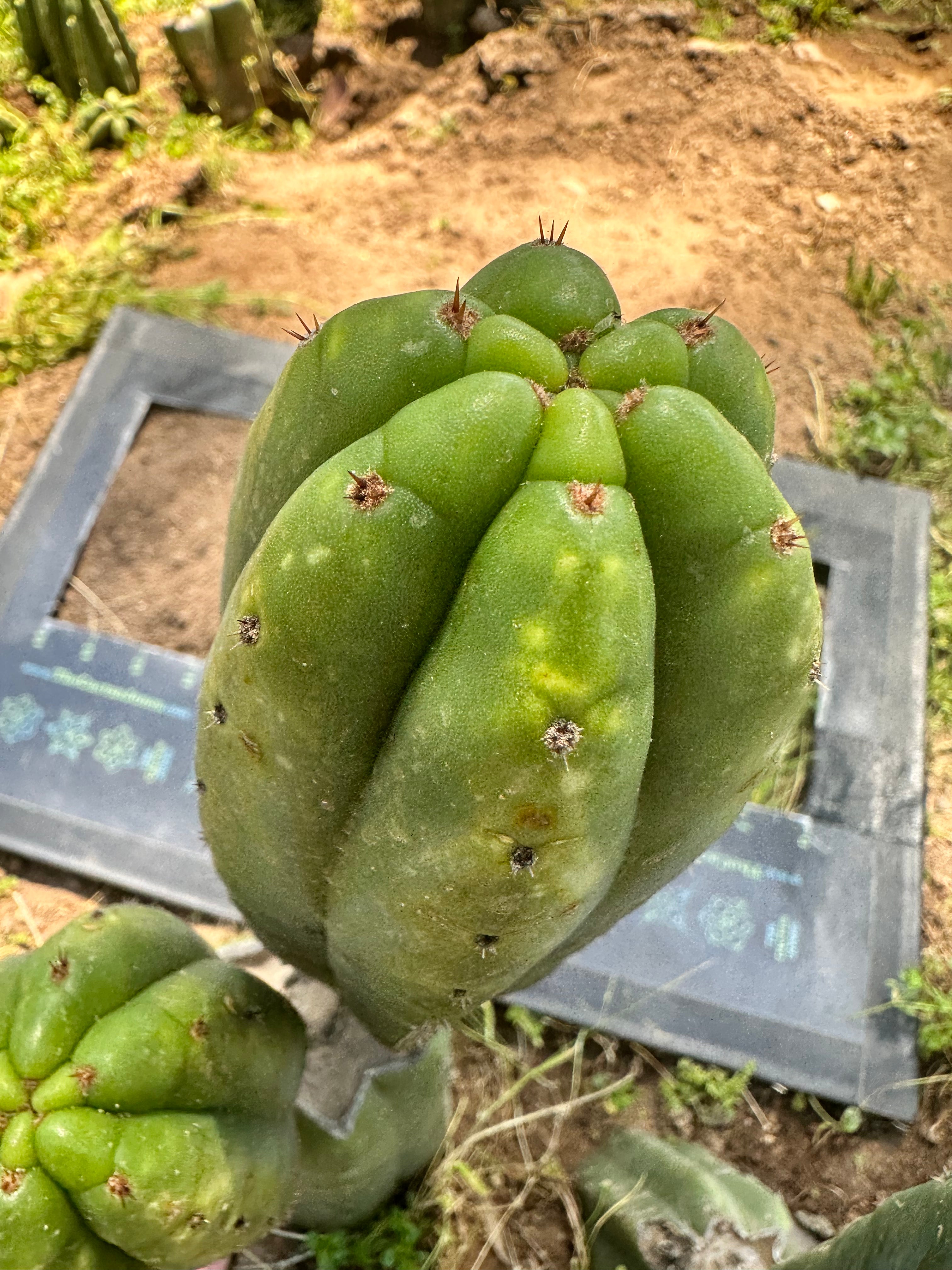 👑 Smooth Ecuadorian Pachanoi — 10” Pup