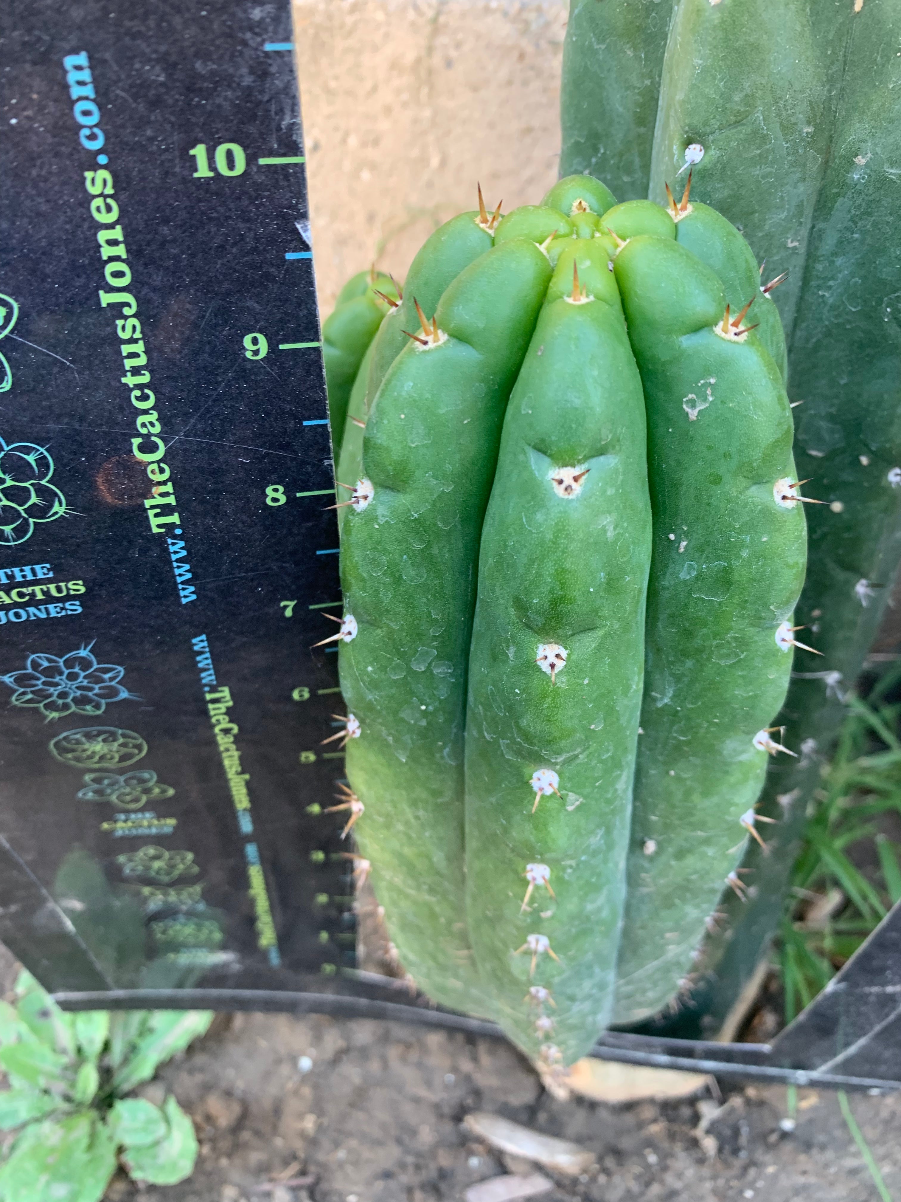 Pachanoi “Lima “ — Big Pup