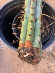 Cuzcoensis 13” — Roots starting