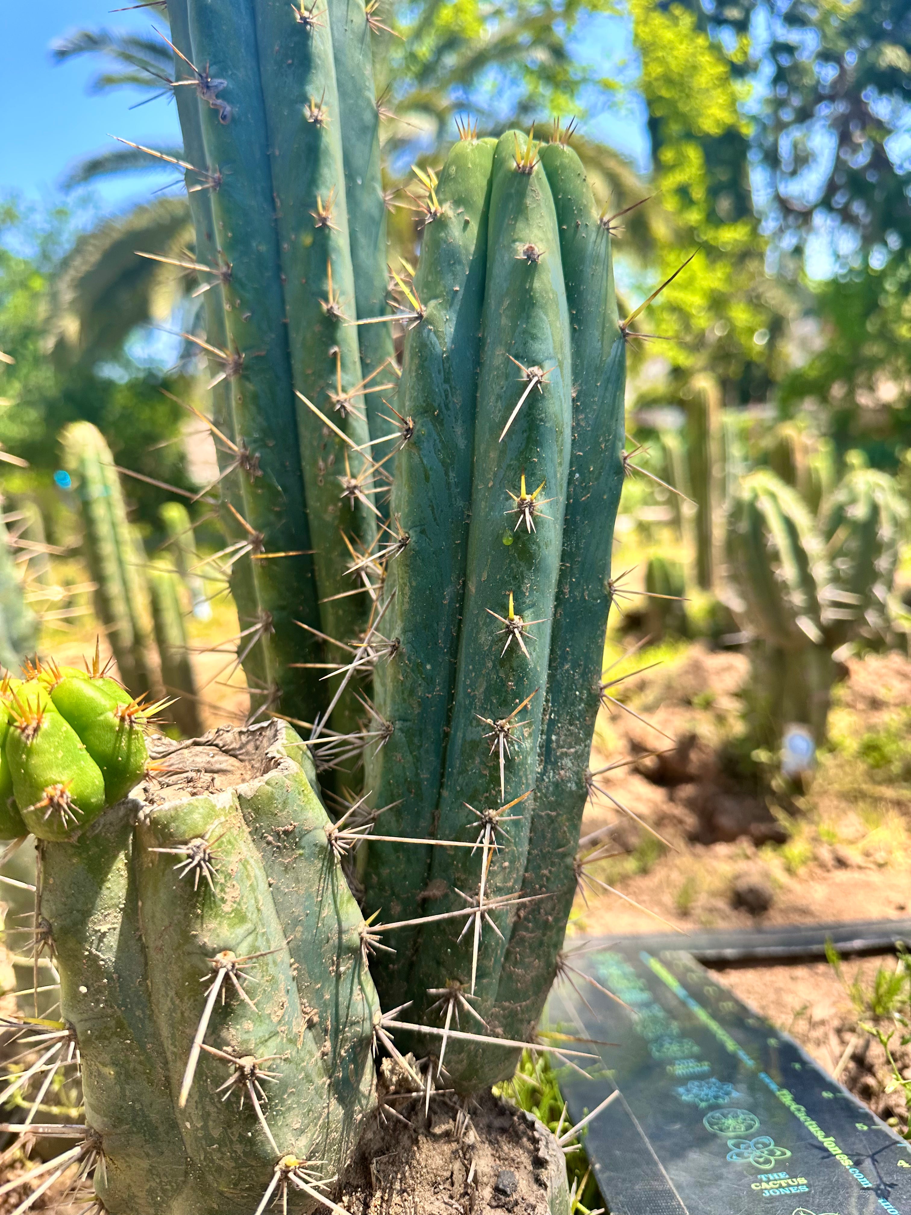 Serra Blue x Huanucoensis — 10” Pup