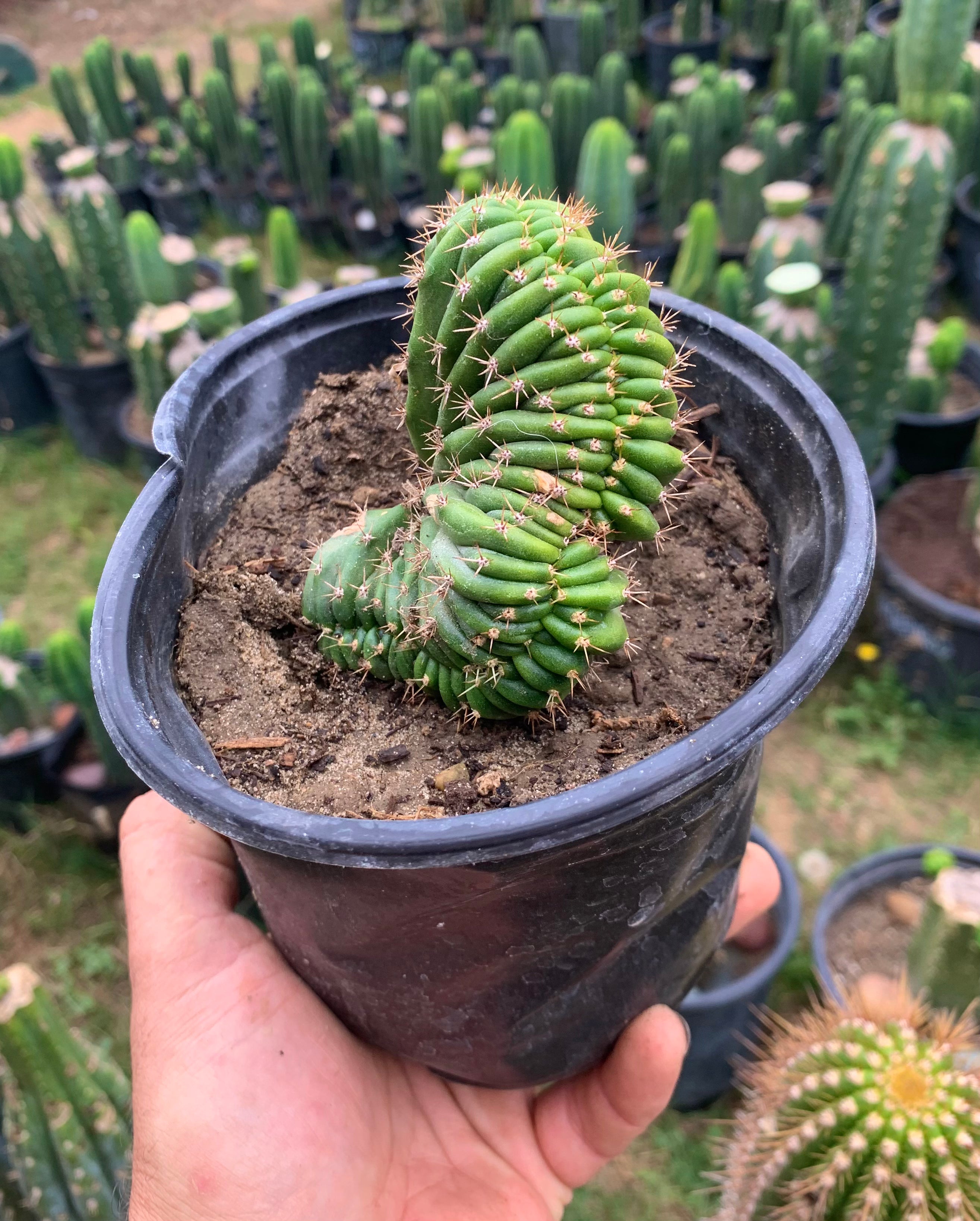 Olivia x TPM crest — Rooted Plant