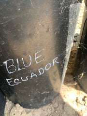 👑 Blue Ecuador is back!
