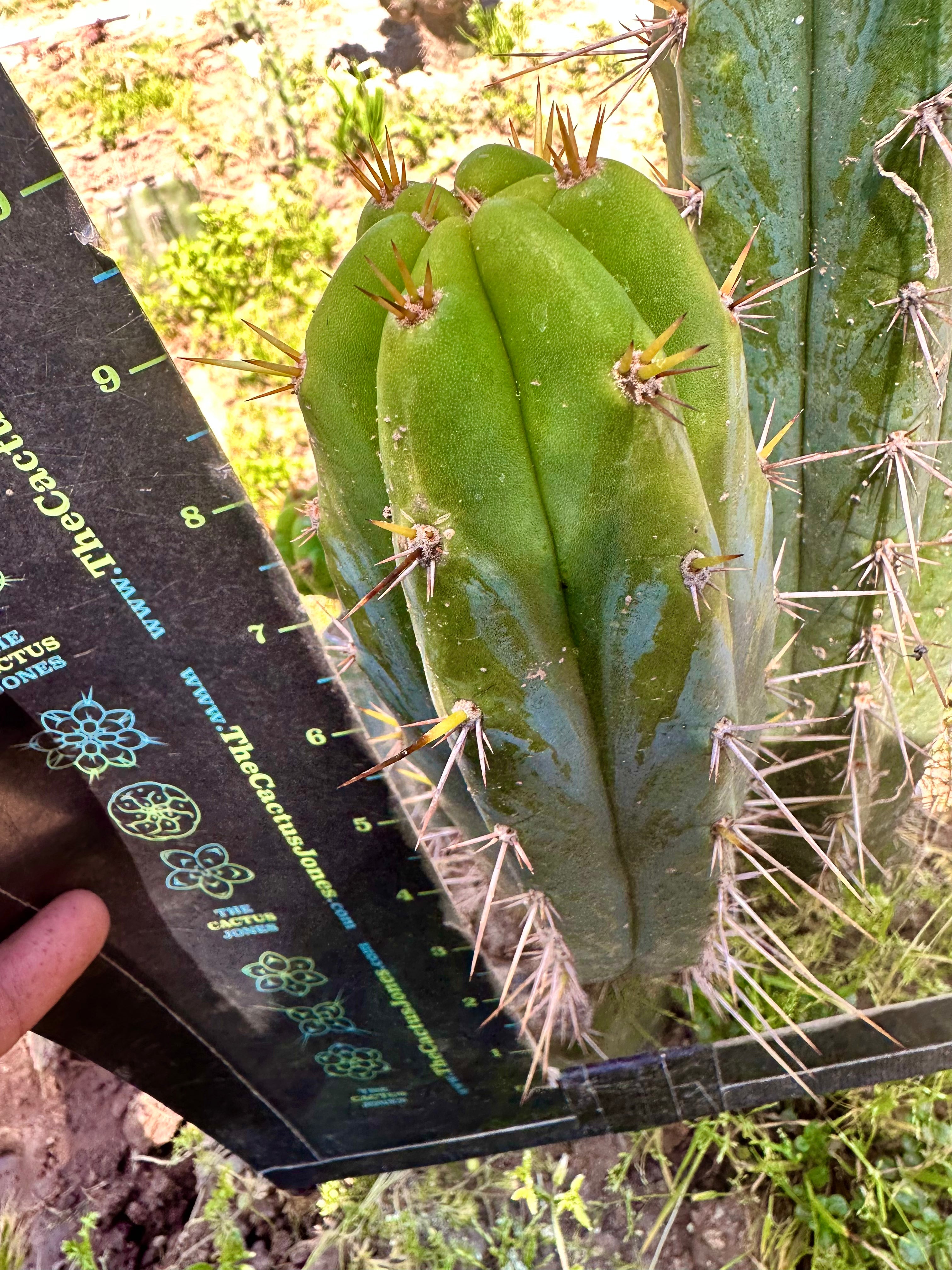 Serra Blue x Huanucoensis — 10” Pup
