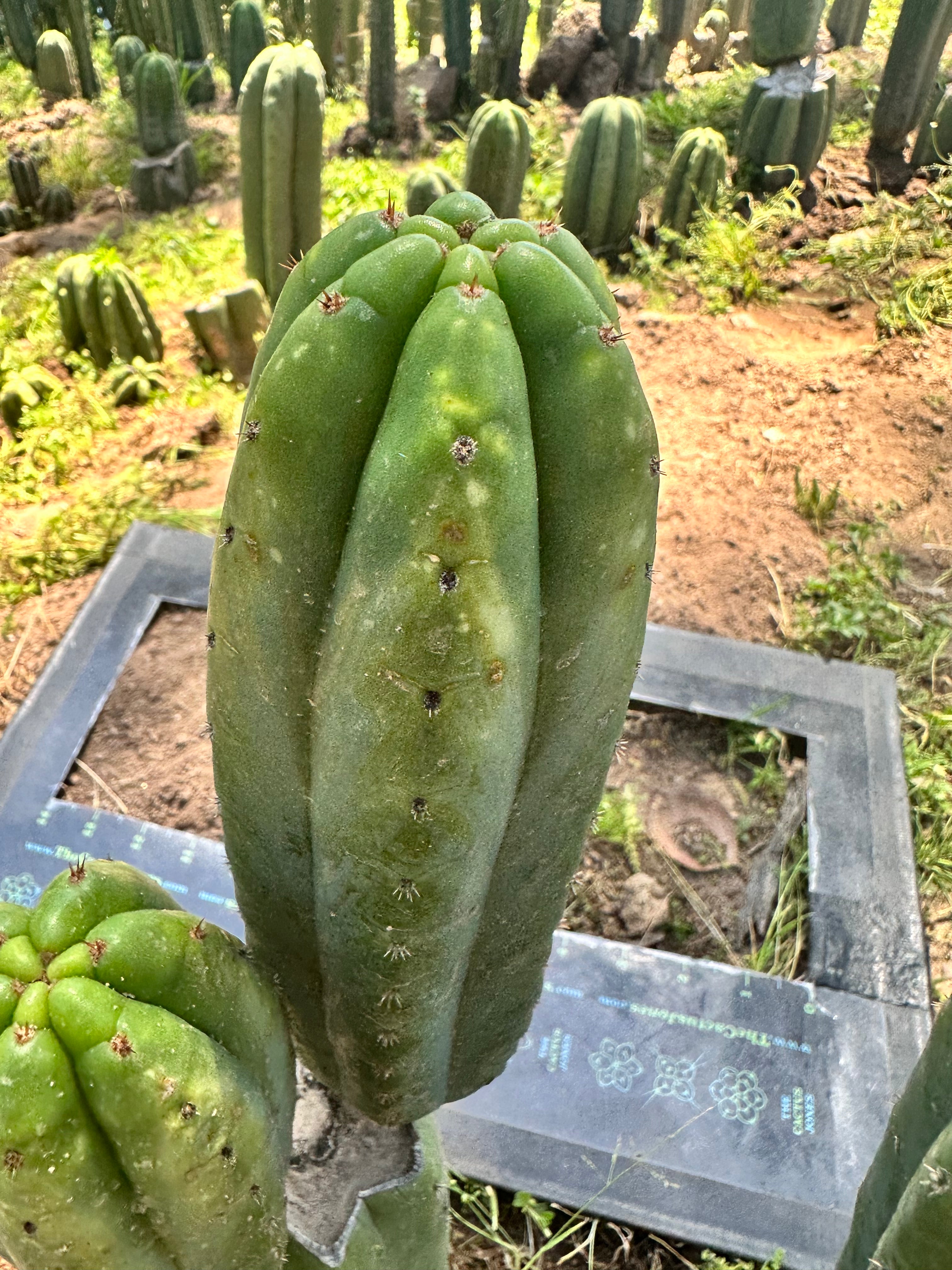 👑 Smooth Ecuadorian Pachanoi — 10” Pup