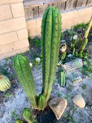 👑 Torres & Torres Pachanoi