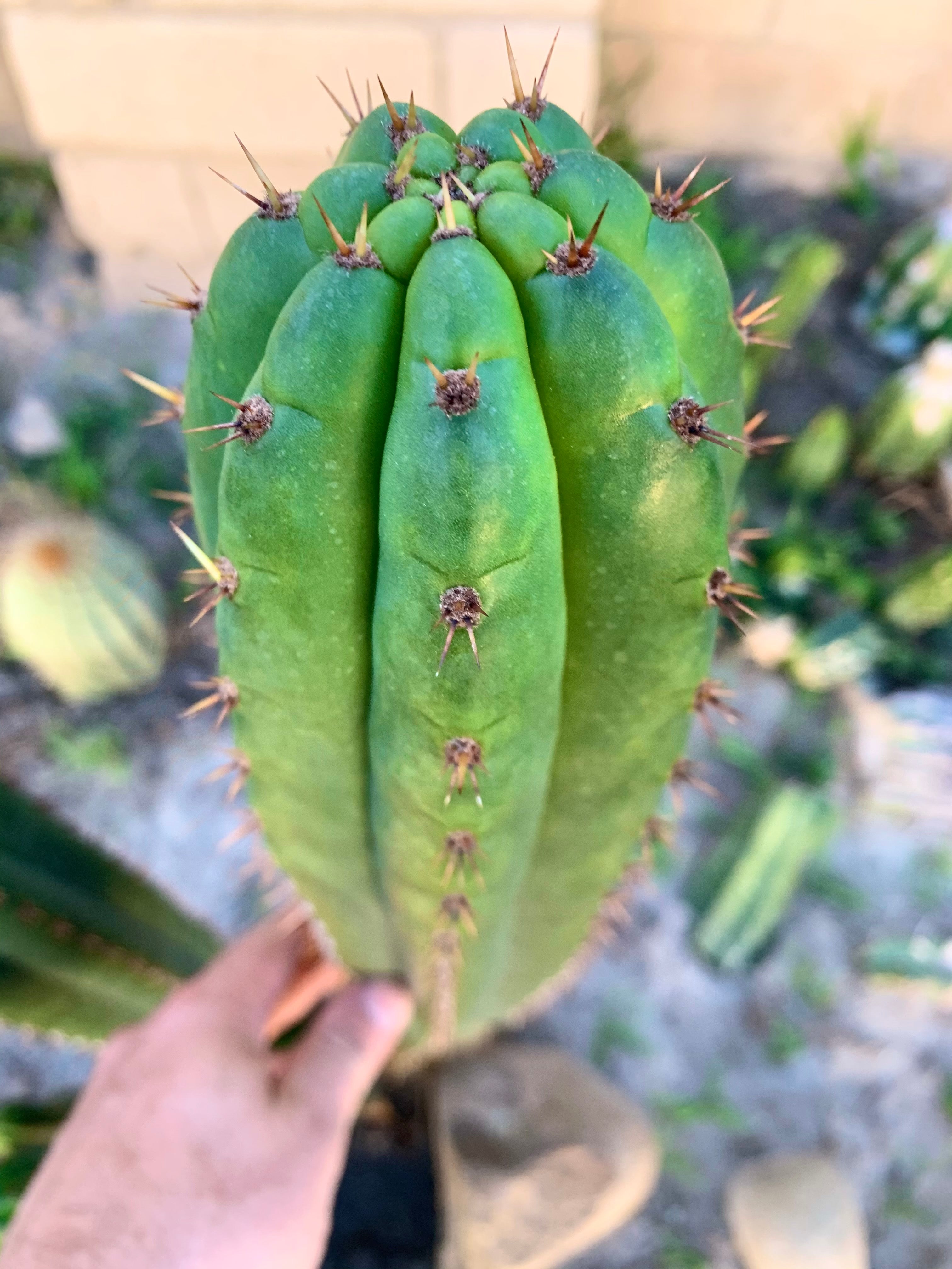 👑 Torres & Torres Pachanoi