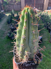 Rooted 9” Peruvianus