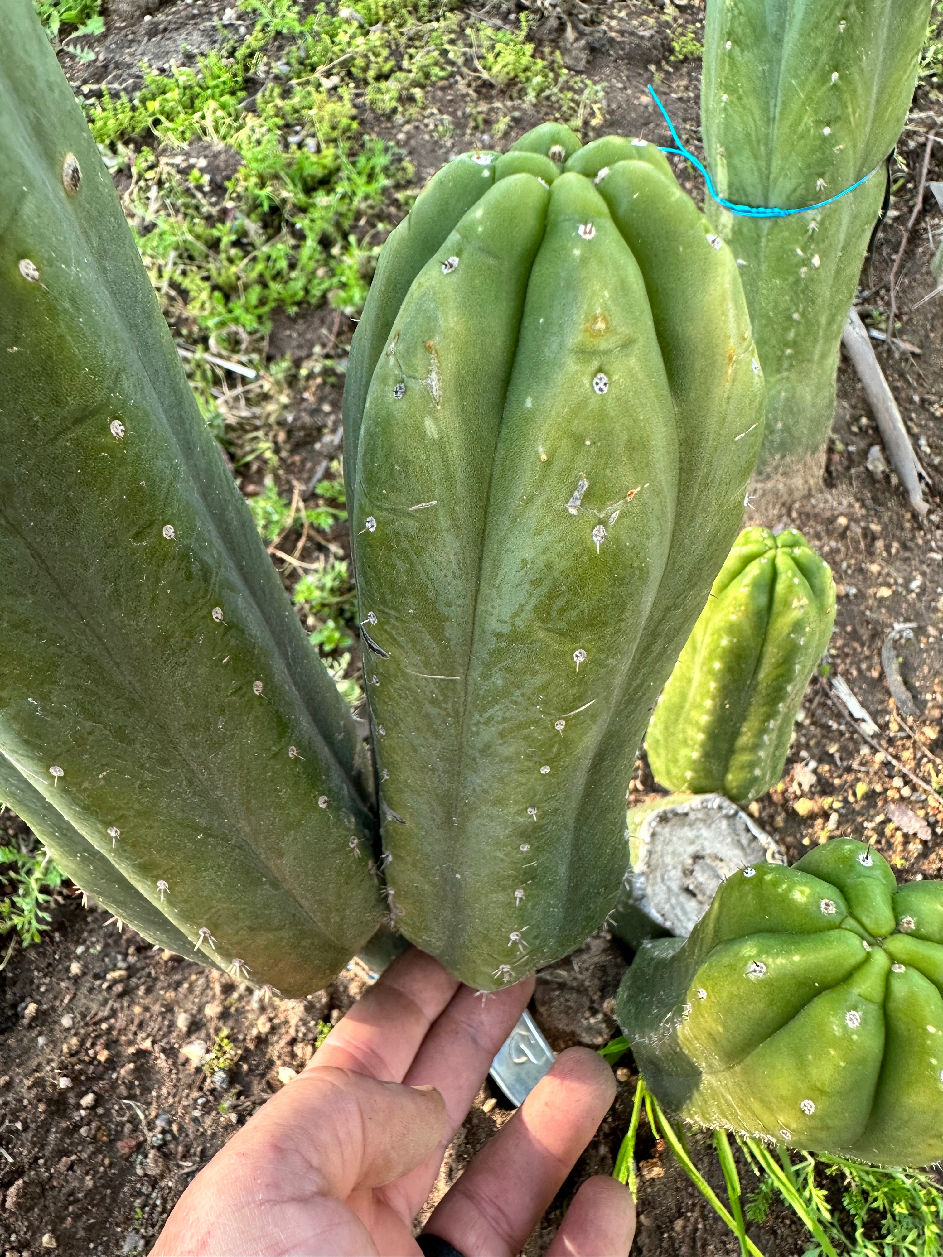 👑 Tom Juuls Giant — 9.5” pup