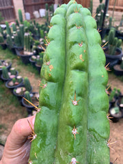 Big & Extra Notchy Pachanoi Tip