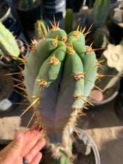 - 👑 Drew’s Blues