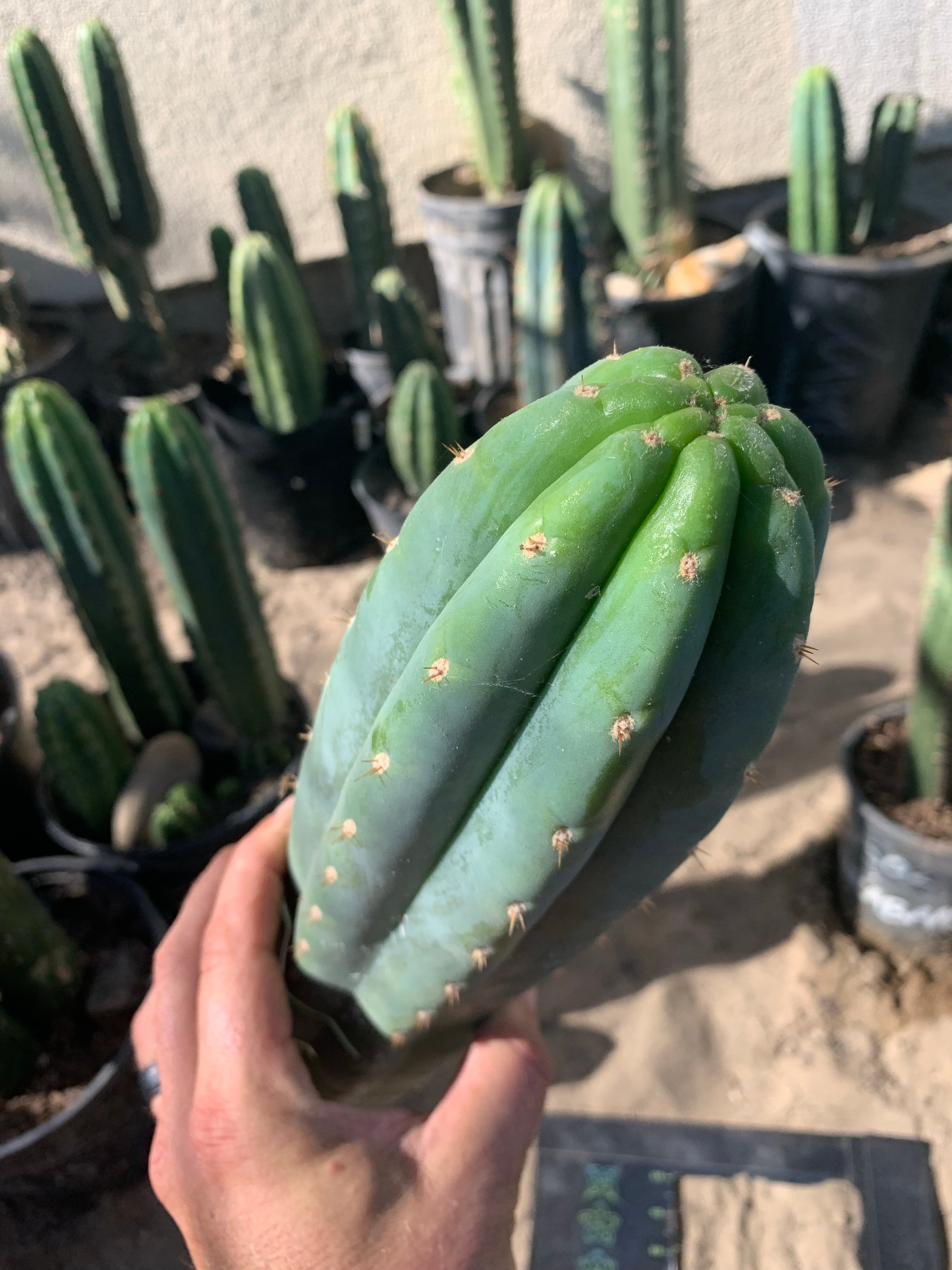 Ventucky Blue - Big and Pristine tip cutting