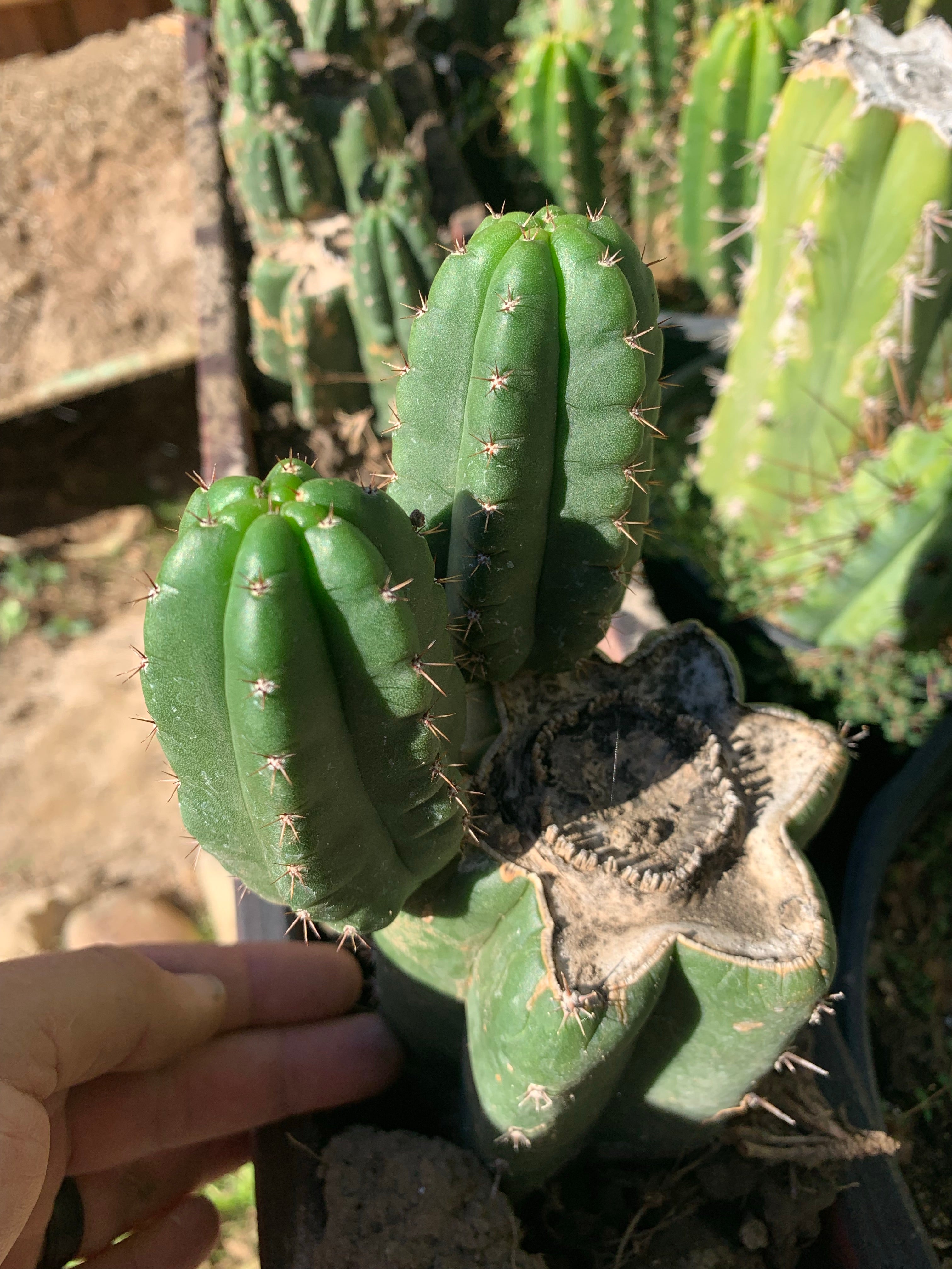 Pachanoi “Lima Market”— rooted and pupping chonk