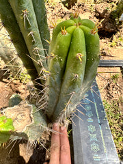 Serra Blue x Huanucoensis — 10” Pup