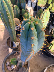 - 👑 Drew’s Blues