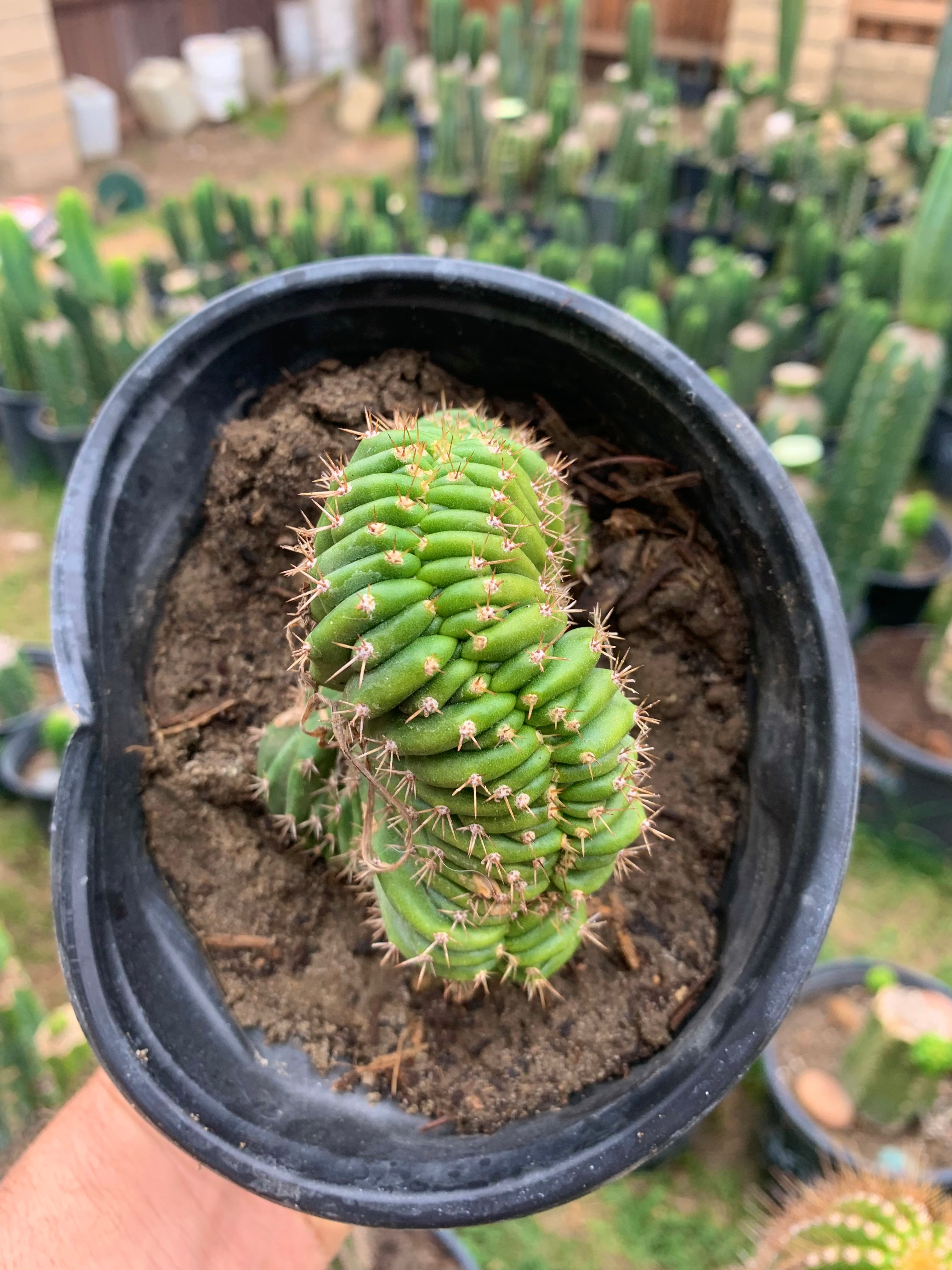 Olivia x TPM crest — Rooted Plant