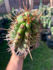 Rooted 9” Peruvianus