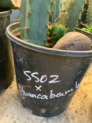 SS02 x Huancabamba — First Timer
