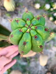 👑 Torres & Torres Pachanoi