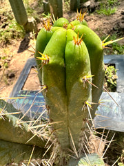 Serra Blue x Huanucoensis — 10” Pup