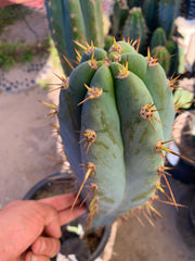 - 👑 Drew’s Blues