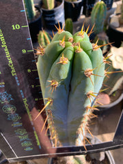 - 👑 Drew’s Blues