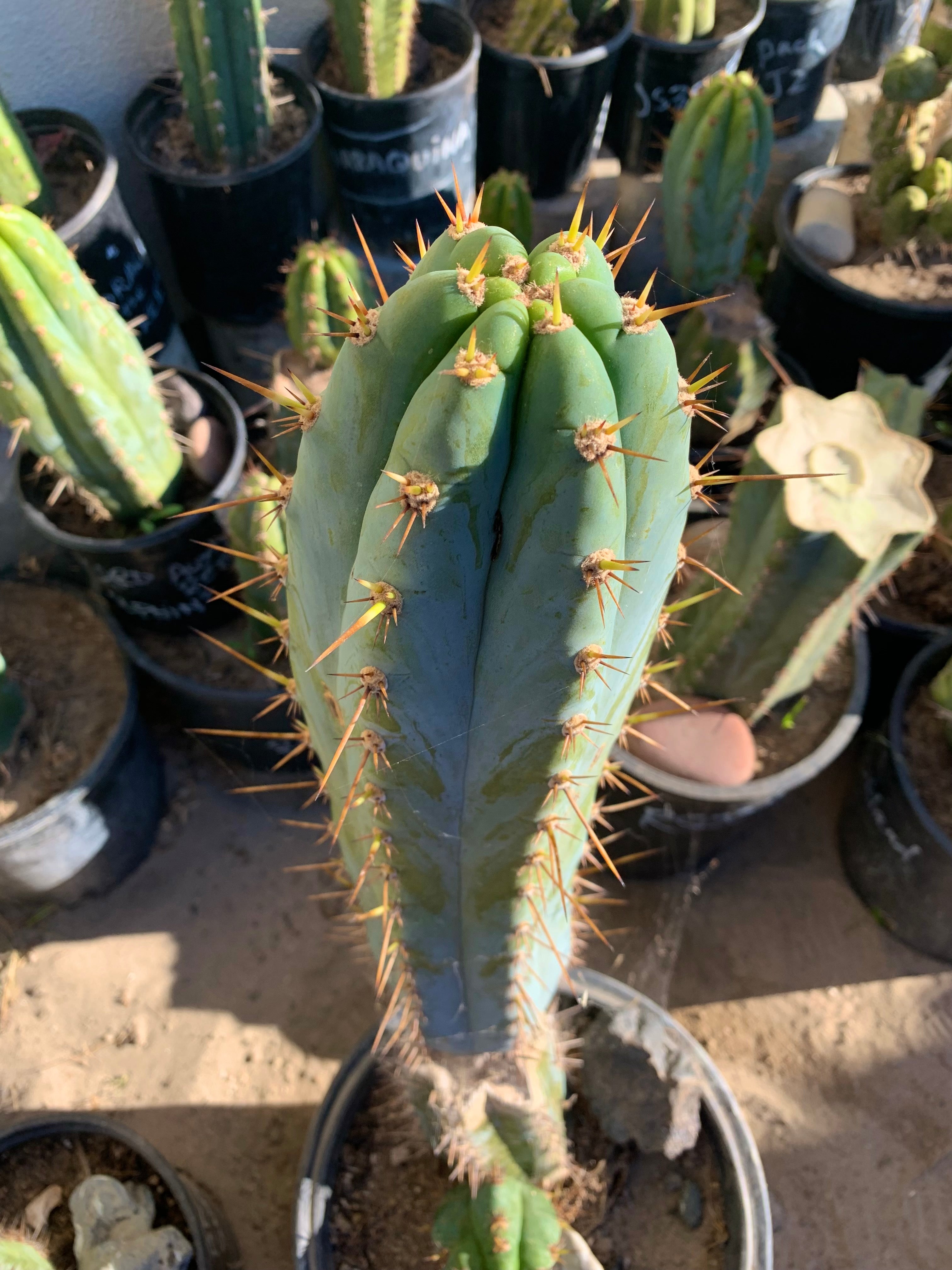 - 👑 Drew’s Blues