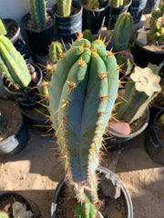 - 👑 Drew’s Blues