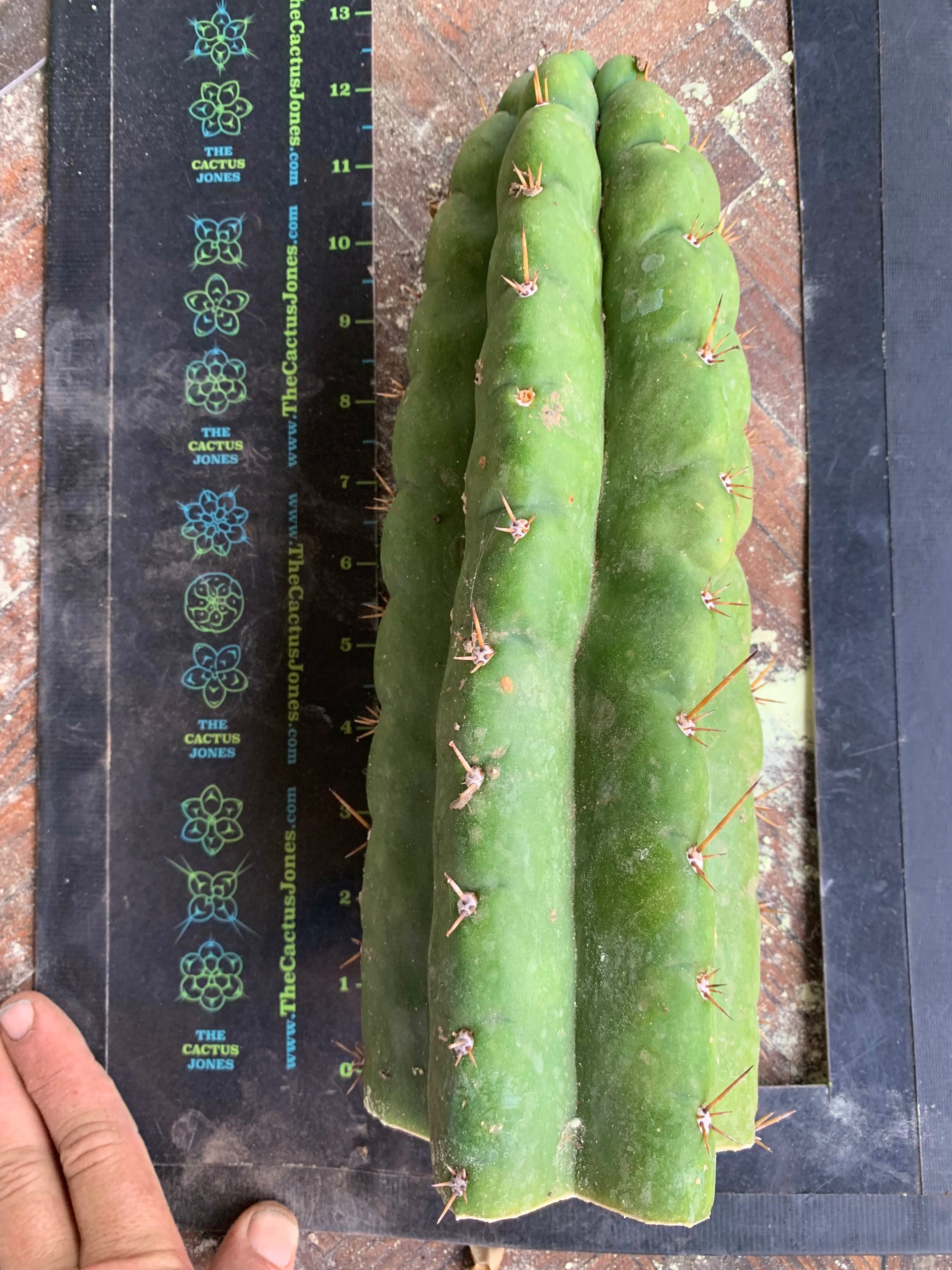 Big & Extra Notchy Pachanoi Tip