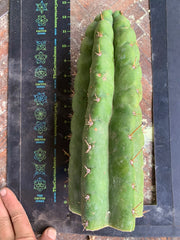 Big & Extra Notchy Pachanoi Tip