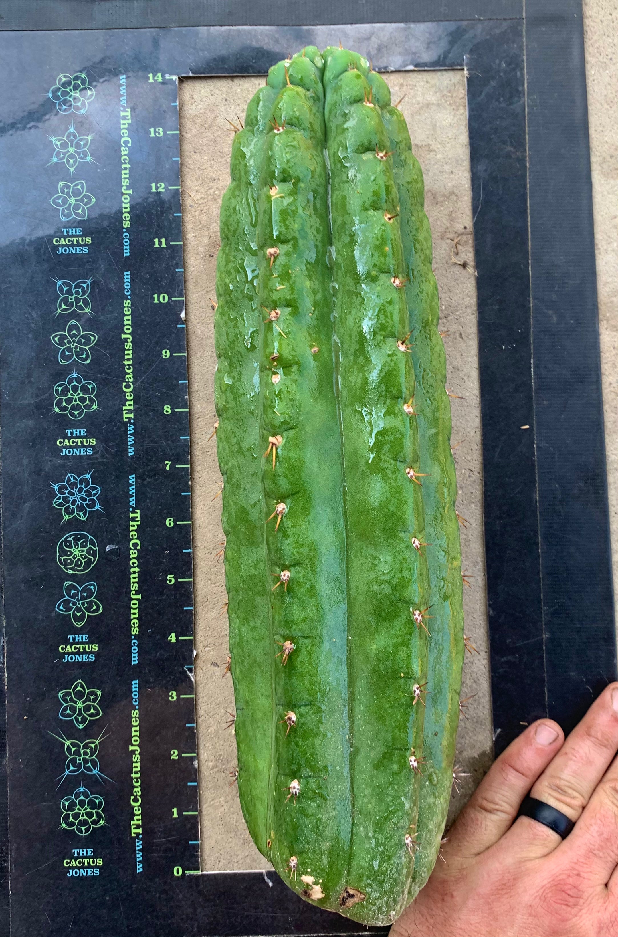 xLARGE Notchy San Pedro Pup